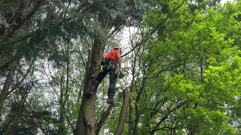 Best Hedge Trimming  in Greenfield, OH